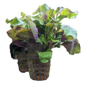 lobelia wavy.jpg